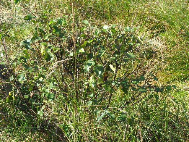 DSCN0467.jpg