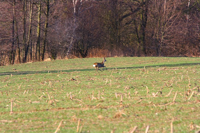 IMG_4704.jpg