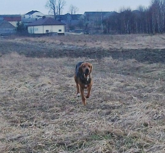 Hop! Hop!