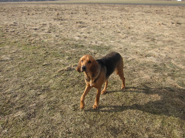 Dusia