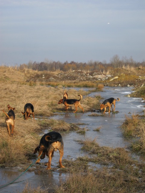 spacer walentynkowy 201132.JPG