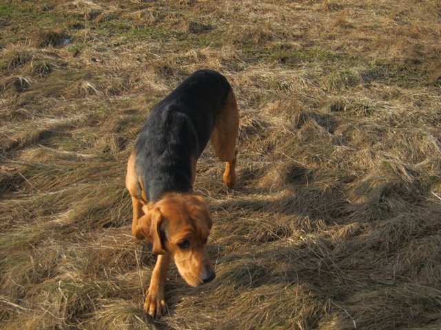 Bursztyn