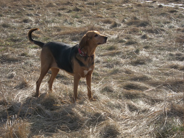 spacer walentynkowy 201143.JPG
