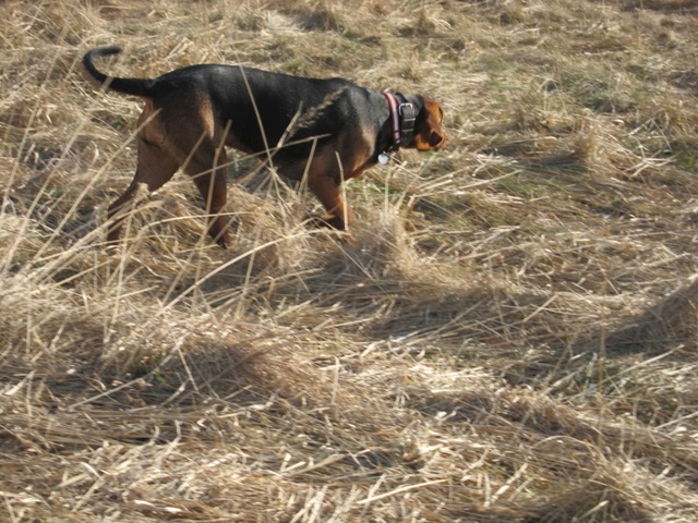 spacer walentynkowy 201144.JPG