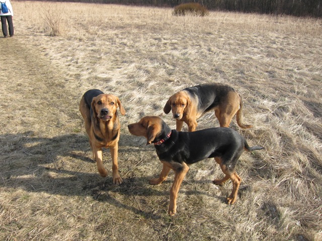 spacer walentynkowy 201155.JPG