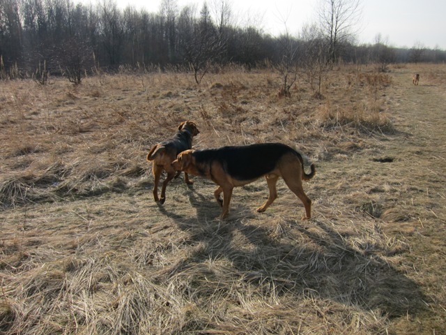 spacer walentynkowy 201162.JPG