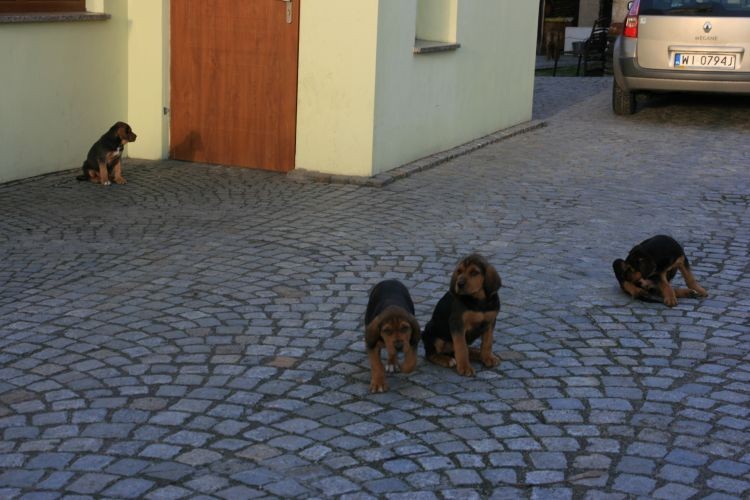 ta biegnąca to Tajga, z tyłu obserwujemy swój cień na drzwiach