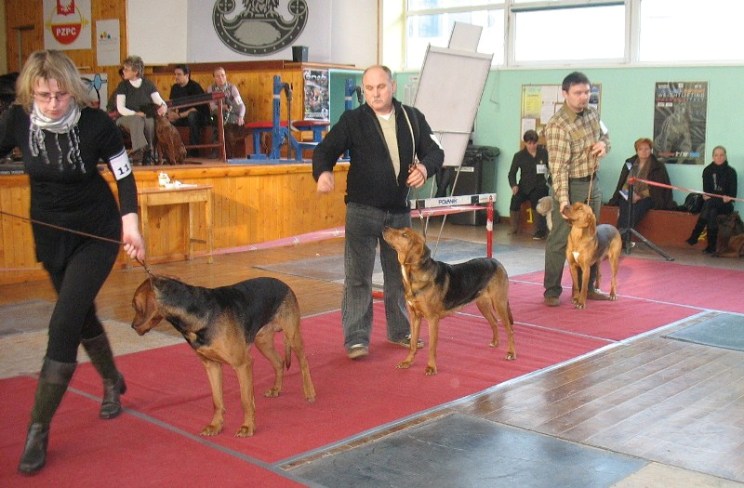 wybór  zw rasy.JPG