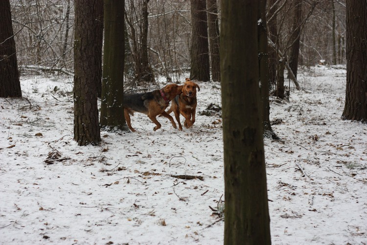 Pogoń i Saba