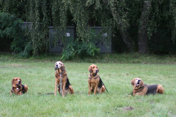 Mak, Bard, Pasja, Świtek -Bemowo 2008