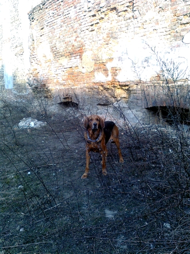 Nieee, to zaklęte rewiry Katowic... I Gryf Prawdziwy