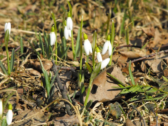 DSCF5006.JPG