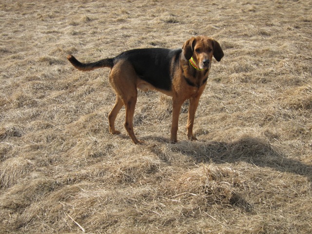 Gryf
