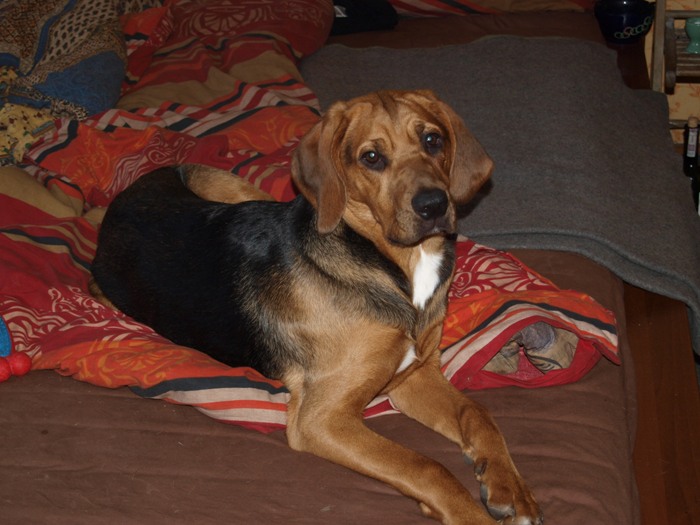 Czesna