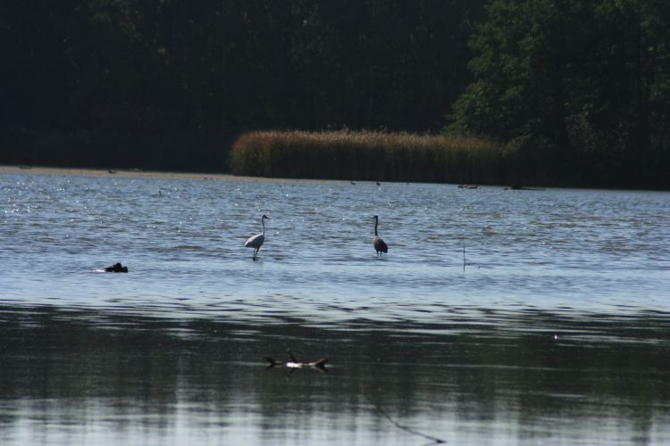 wołów 2008 190.jpg