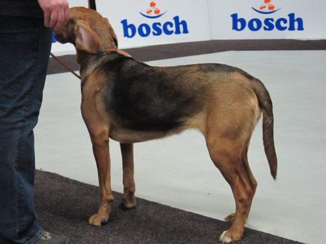 Szajka