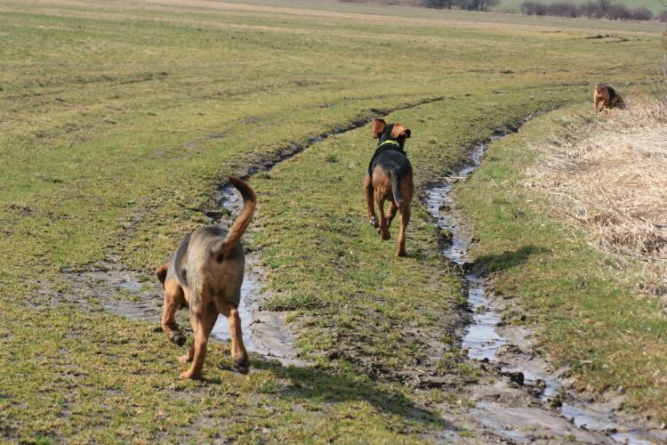 Mały w dość dobrym tempie nabiera kondycji jak przystało na Niemczańskich Wzgórzach.