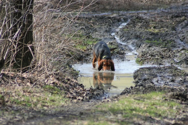 Dla cioci &quot;Rożkowej&quot; hipcia zrobiłem.