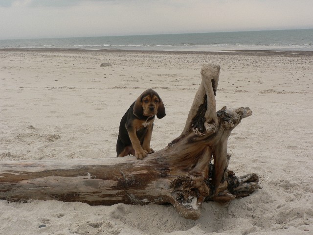 Odkrycie na plaży.