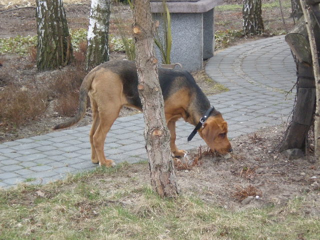 Węszymy