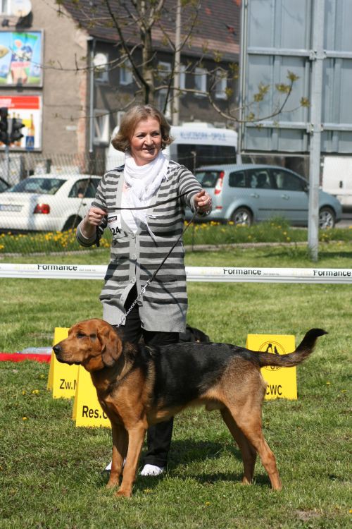 Sokół