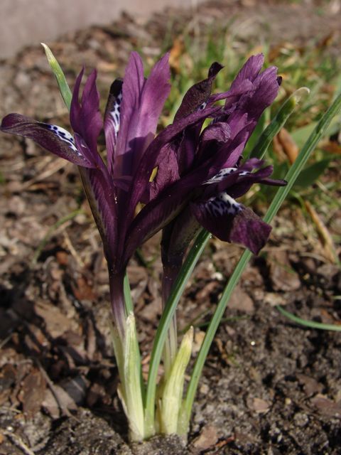 DSC04220.JPG