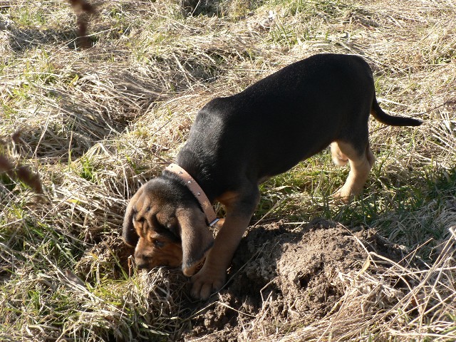 Pies na dzika :-)