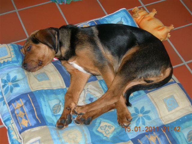 Imbir śpi styczeń 2011.JPG