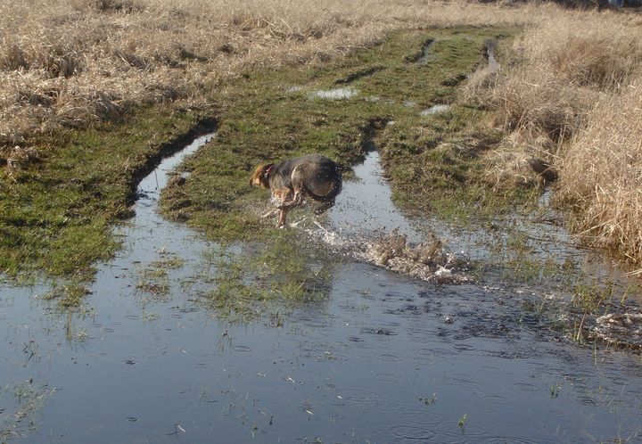 Pestka była zupełnie mokra po spacerze...