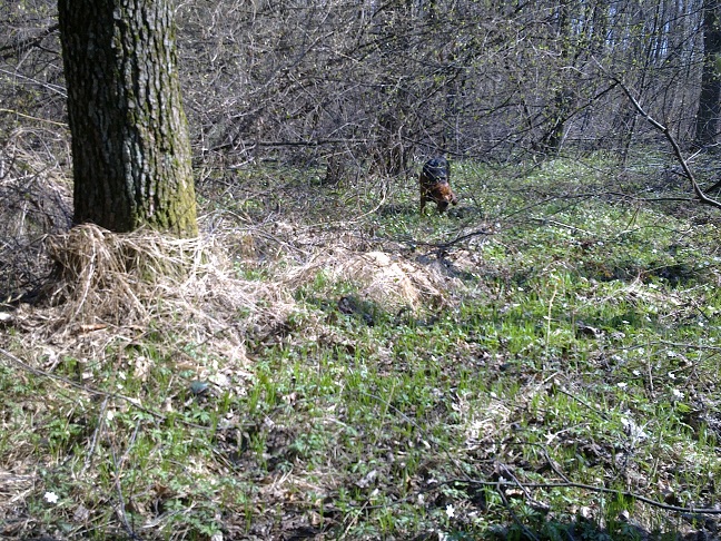 Krabon oczywiście chaszczył, niuchał...