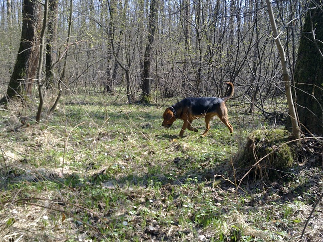 ... i w końcu znalazł jakiś kawałek czegoś śmierdzącego.