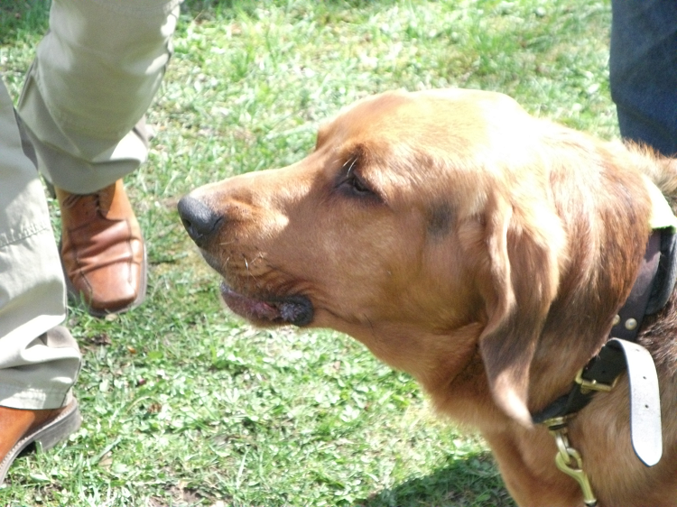 chyba Cyran