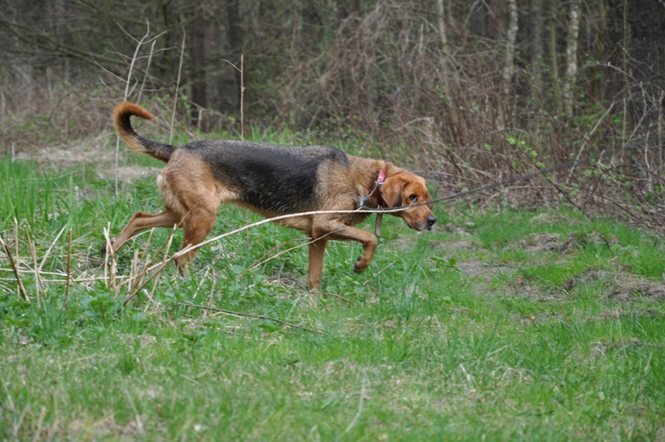 córa