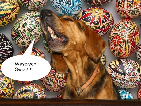 zycz.jpg