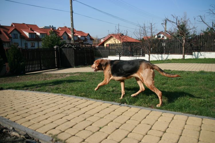 Brzesko1.jpg