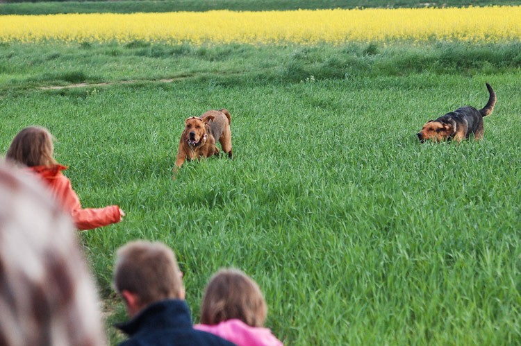 Buszujący w zbożu :)