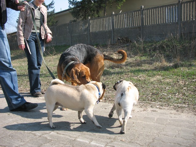 Electus i mopsy kwiecień 2009.jpg
