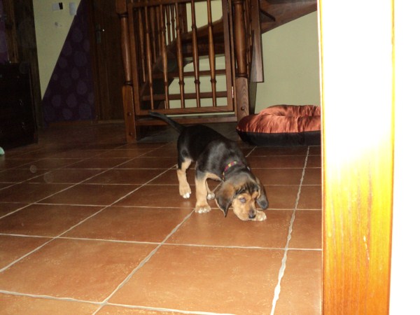 DSC00037 (600 x 450).jpg