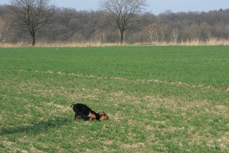 Pierwsze nieudolne tarzanie Zagaja