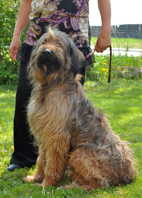 Briard1.jpg