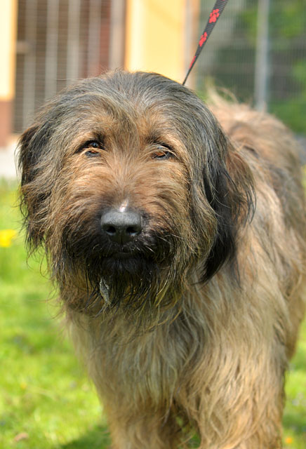 Briard.jpg