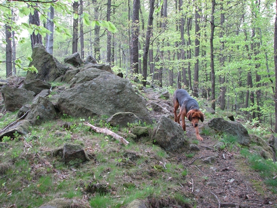 Górki