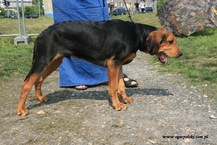 Zagłoba