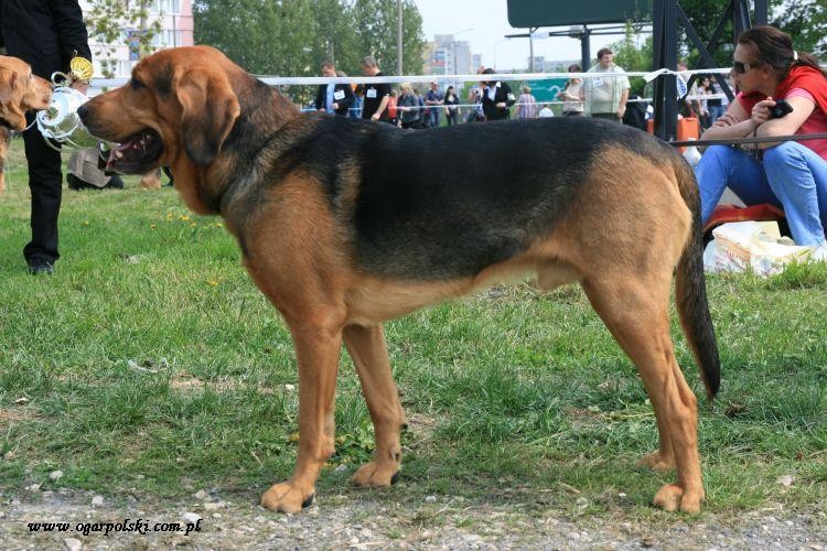 Sokół