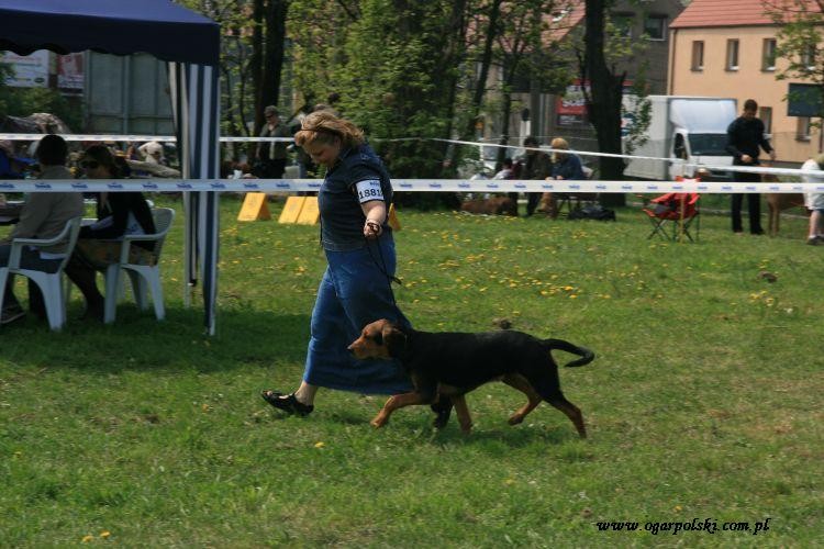 Zagłoba