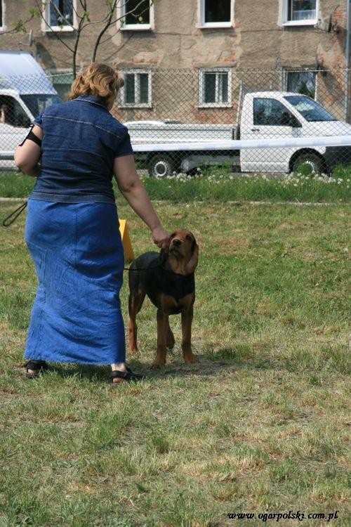 Zagłoba