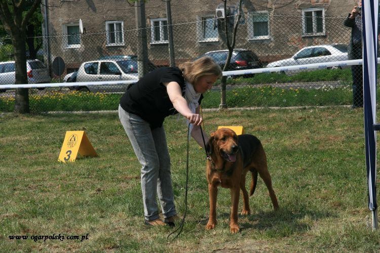 Sokół
