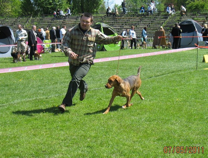 WIERNA w biegu.JPG