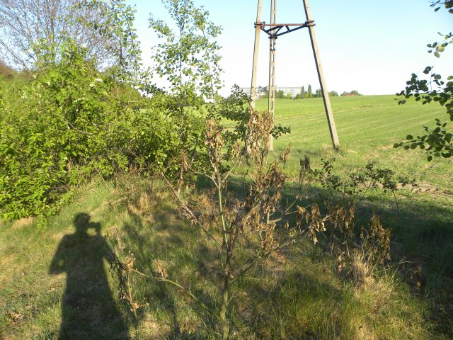 Obraz 004.jpg