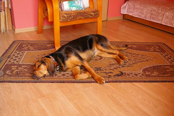 Krótka drzemka zmęczonej suni